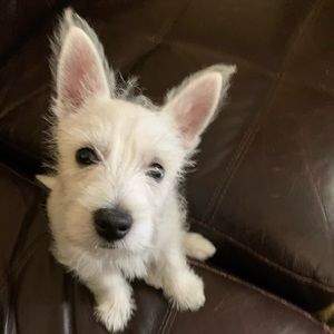 Meet your Posher, Franklin